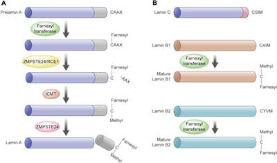 Post-Translational Modification of Lamins: Mechanisms and Functions